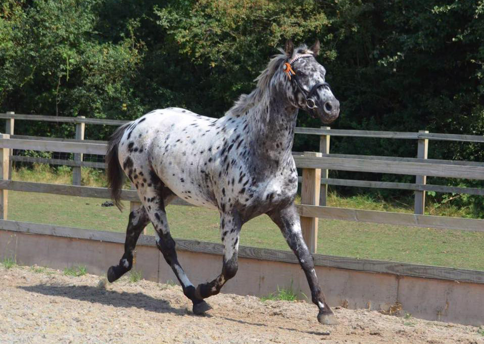 Santana Firestorm - Appaloosa Stallion